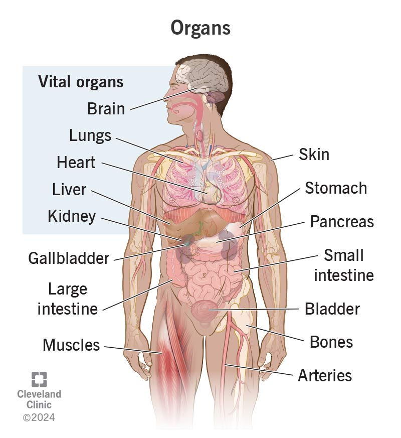 Body Parts